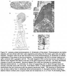 LambFig.10