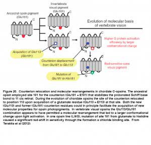 LambFig.20