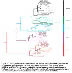 LambFig.22