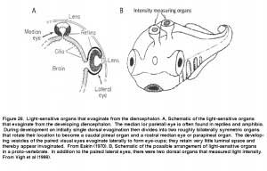 LambFig.28