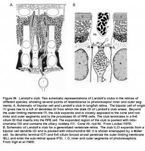 LambFig.36