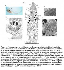 LambFig.6
