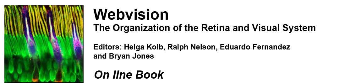 Simple Anatomy of the Retina by Helga Kolb – Webvision