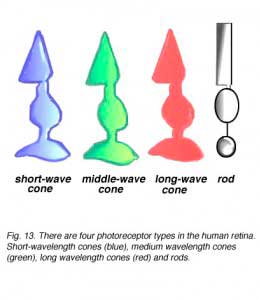 3cone