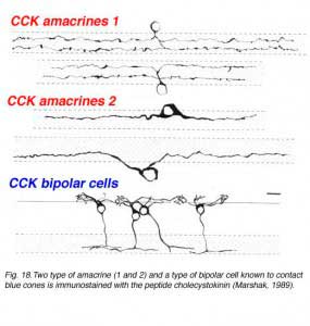 CCKcells