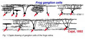 CajalGCs