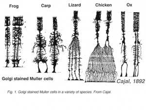 CajalMuller