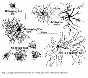 Catgolgi