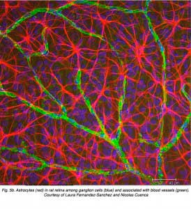 Cuencaastrocytes