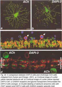 DAPI-3cellsa