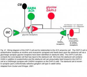DAPI-3cellsb