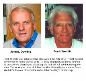 Dowling-Werblin