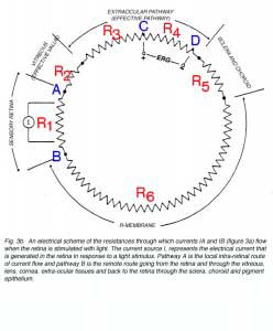ERG4a