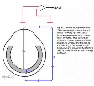 ERGFig3