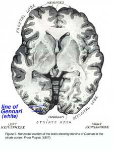 FIG5VisualCortex