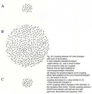 FarsiiFig3