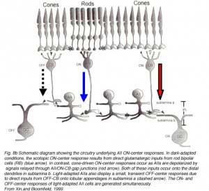 FarsiiFig5b