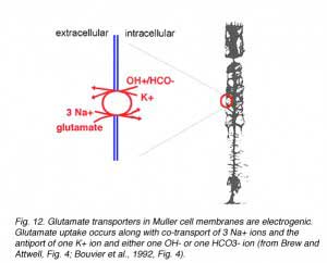 GLU12