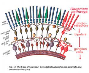 GLU13