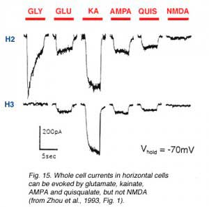 GLU15