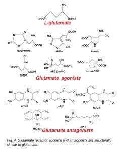 GLU4