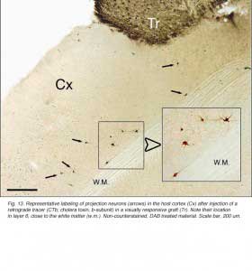 GaillardFig13