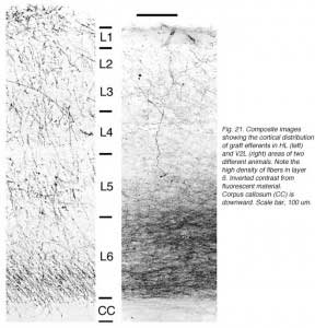 GaillardFig21