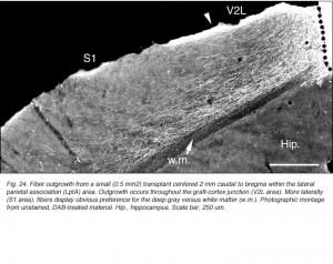 GaillardFig24