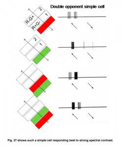 GourasFig 27