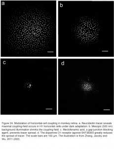 HCFig24