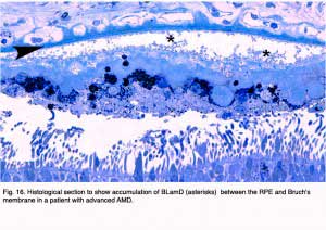 Hagerman.Fig16