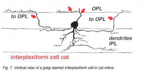 IPCgolgi