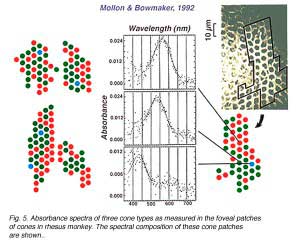 M&Bfovea