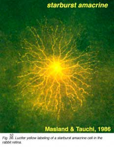 Masland2