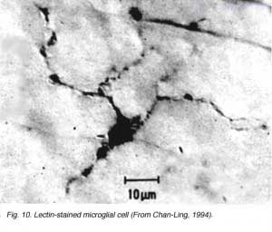 Microglia2