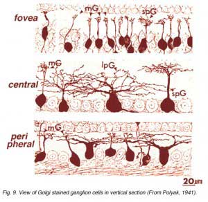 Polgolgc