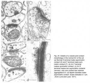 SauveFig25