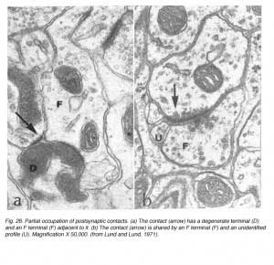 SauveFig26