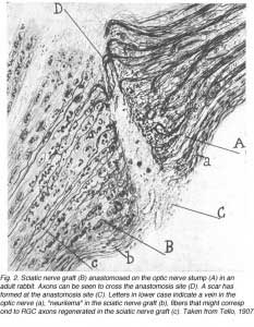 SauveFig2