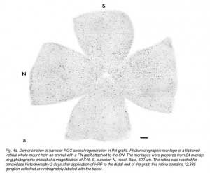 SauveFig4a