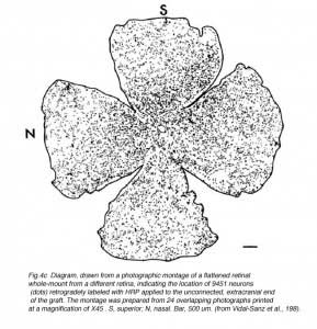SauveFig4c