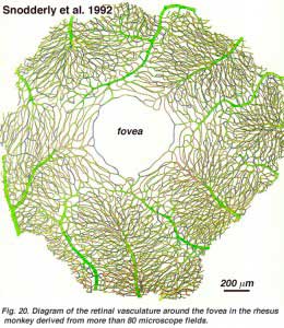 Snodfovea