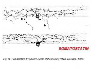 Somatost