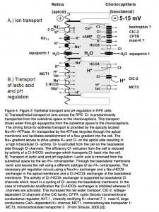 StraussFig4