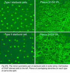 TurtAChcells