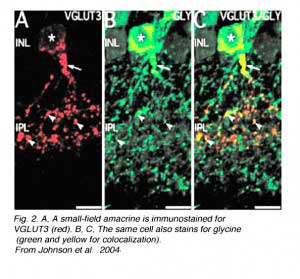 VGLUT3Fig1
