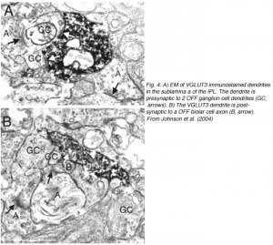 VGLUT3Fig3