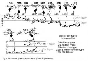 bcfig2