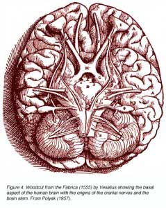 bottombrain
