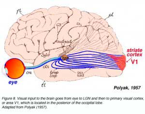 capas-cortex